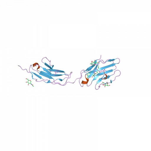 CEA Antibody Antibodies Molecular Depot