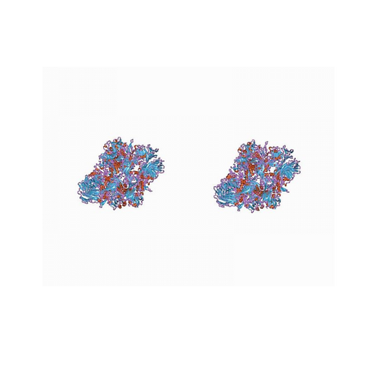 Beta Galactosidase Antibody (Chicken Polyclonal) Antibodies Molecular Depot