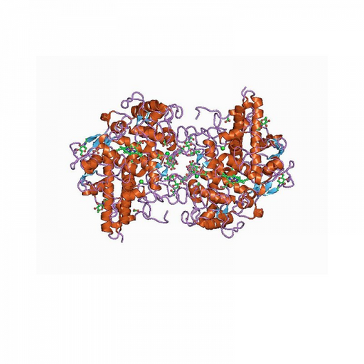 MPO Antibody Polyclonal Antibodies Molecular Depot