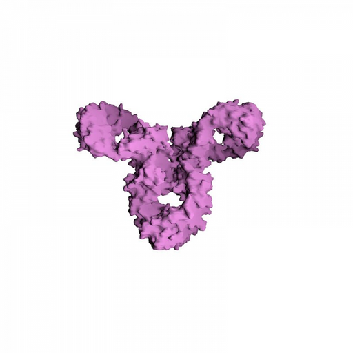 Mouse IgG Purified (Immunoglobulins G) Antibodies Molecular Depot