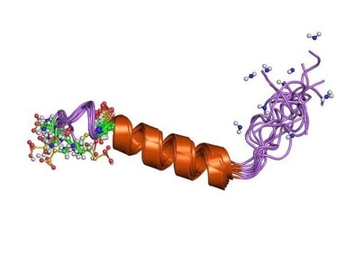 Procalcitonin Antibody (PCT Antibody) Antibodies Molecular Depot