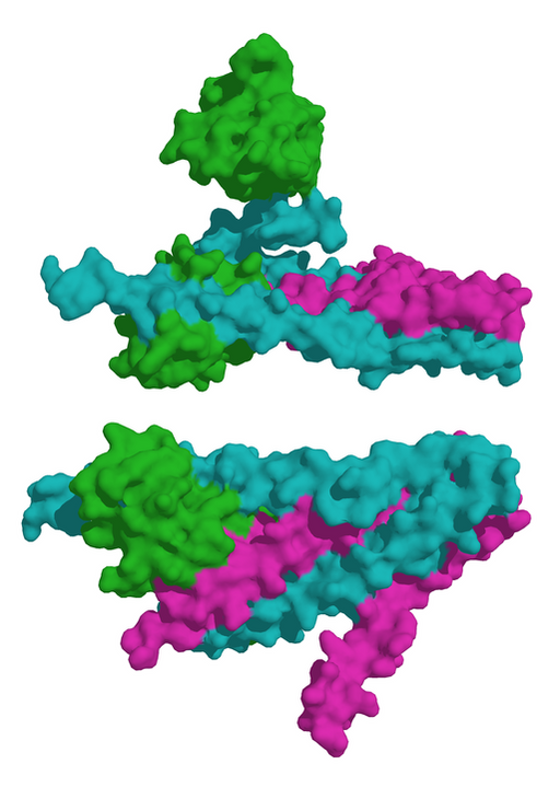Cardiac Troponin I Monoclonal Antibody Antibodies Molecular Depot