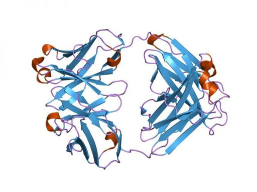 Lambda Free Light Chains Antibody Antibodies Molecular Depot