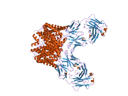Kappa Free Light Chains Antibody Antibodies Molecular Depot