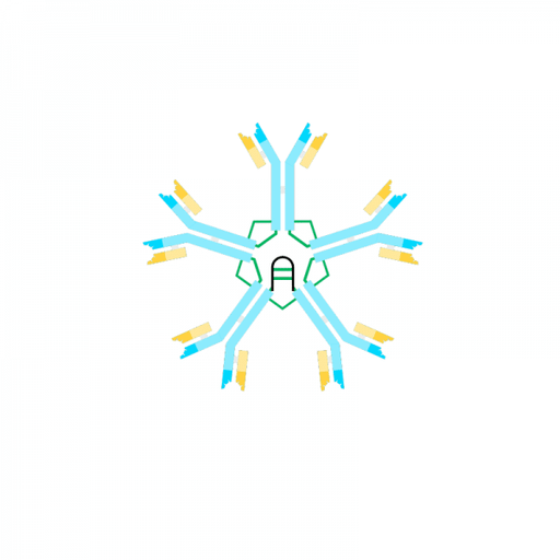 Biotin anti Human IgM Antibody (μ-chain specific) Antibodies Molecular Depot