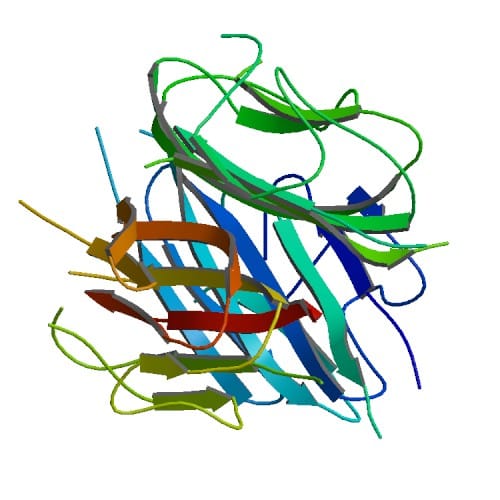 Adiponectin Antibody Human Affinity Pure Antibodies Molecular Depot