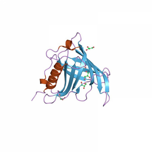 Retinol Binding Protein RBP Solution Proteins Molecular Depot