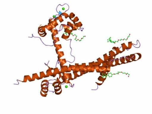 Cardiac Troponin T Antibody Human Antibodies Molecular Depot