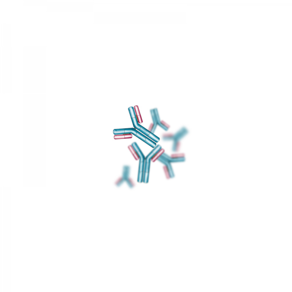Anti Sheep IgG (H+L) Rabbit Polyclonal Antibodies Molecular Depot