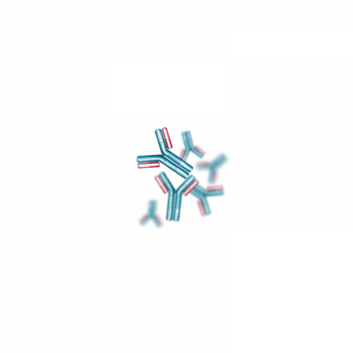 Anti Sheep IgG (H+L) Rabbit Polyclonal Antibodies Molecular Depot