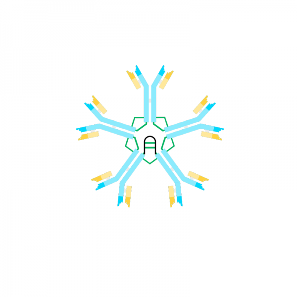 Anti Human IgM Antibody Polyclonal Antibodies Molecular Depot