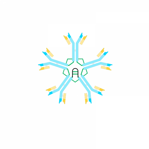 Anti Human IgM Antibody Polyclonal Antibodies Molecular Depot