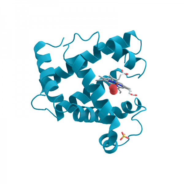 Myoglobin Antibody (Human Affinity Purified) Antibodies Molecular Depot