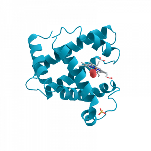 Myoglobin Antibody (Human Affinity Purified) Antibodies Molecular Depot