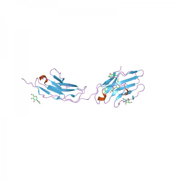 CEA Antibody Antibodies Molecular Depot