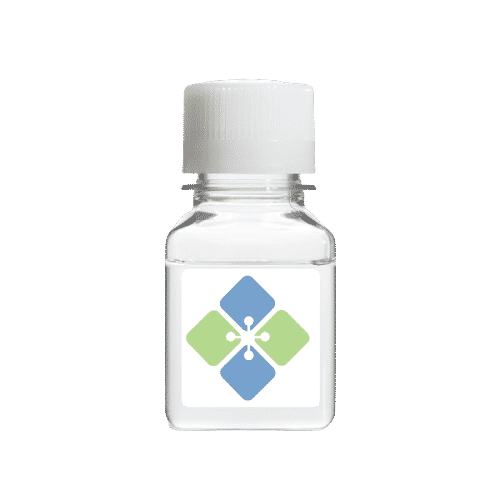 AFP Antibody (1 mg) Antibodies Molecular Depot