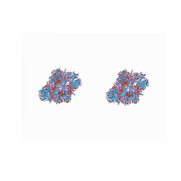 Beta Galactosidase Antibody (Chicken Polyclonal) Antibodies Molecular Depot