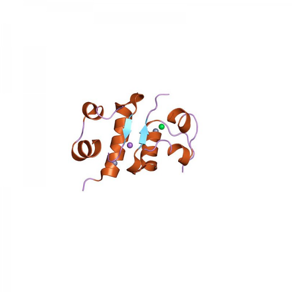Insulin Antibody Monoclonal (Human) Antibodies Molecular Depot