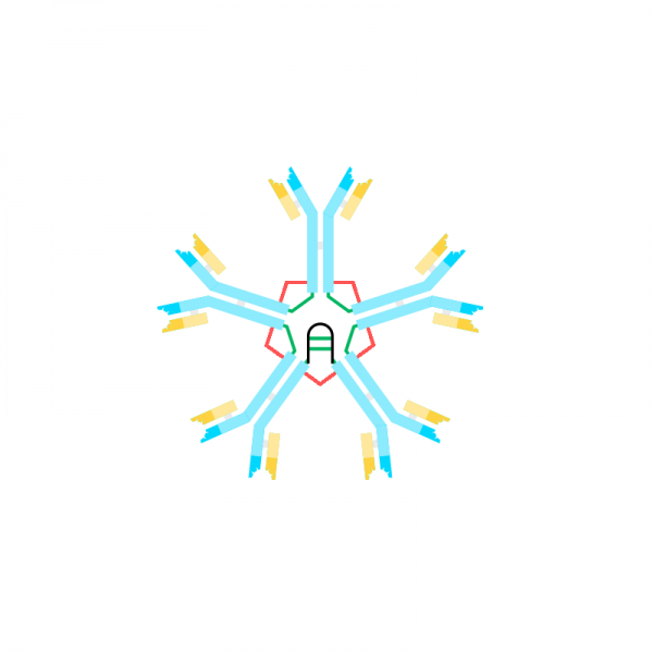 Anti IgM Antibody Monoclonal (Human) Antibodies Molecular Depot
