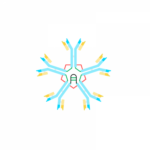 Anti IgM Antibody Monoclonal (Human) Antibodies Molecular Depot