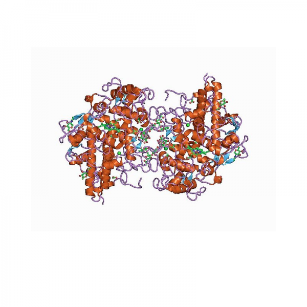MPO Antibody Polyclonal Antibodies Molecular Depot