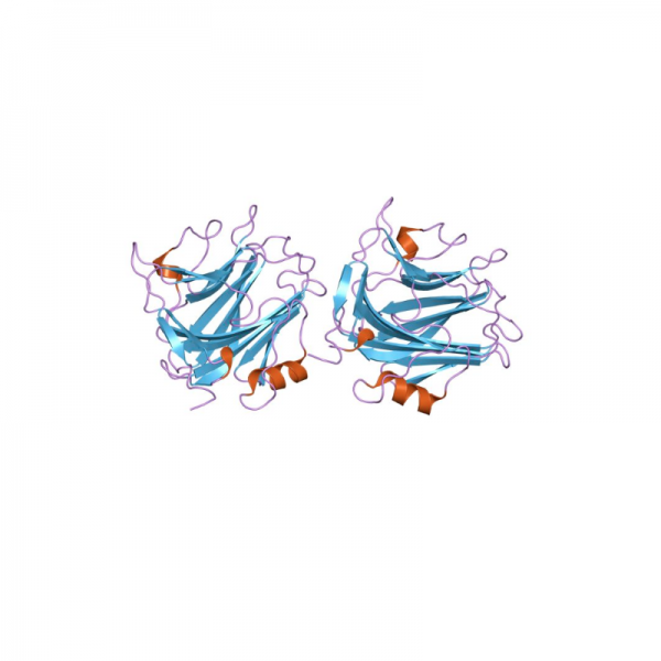 SAA Antibody Polyclonal (Serum Amyloid Protein A1) Antibodies Molecular Depot