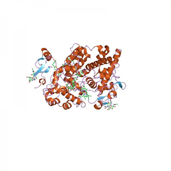 MPO Antibody Antibodies Molecular Depot