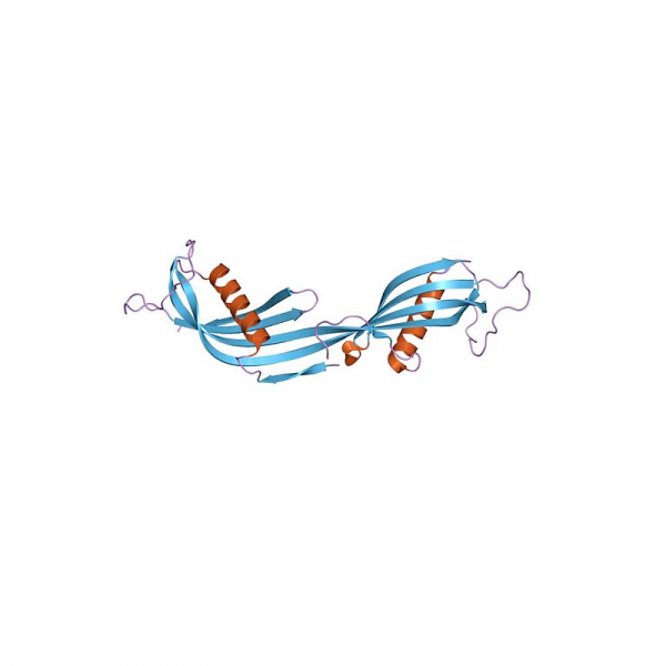 Cystatin C Antibody Monoclonal Antibodies Molecular Depot