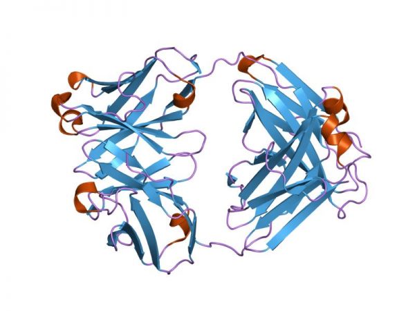 Lambda Free Light Chains Antibody Antibodies Molecular Depot