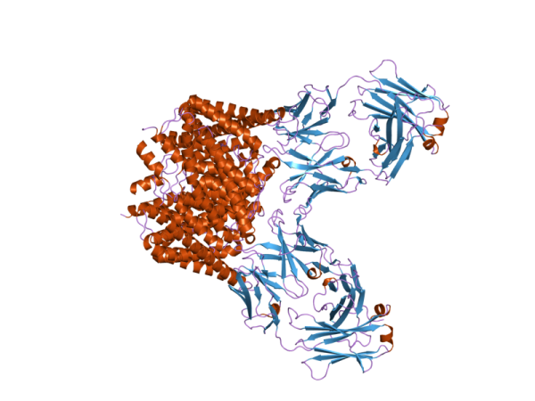Kappa Free Light Chains Antibody Antibodies Molecular Depot