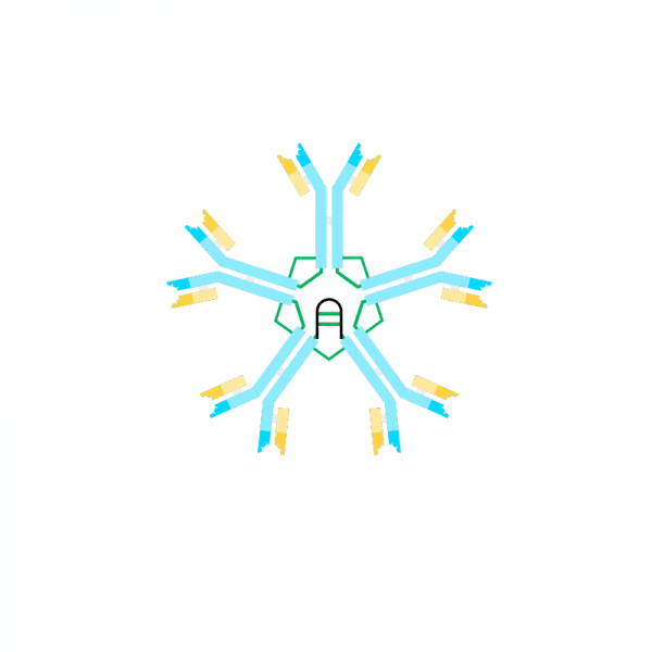 Biotin anti Human IgM Antibody (μ-chain specific) Antibodies Molecular Depot