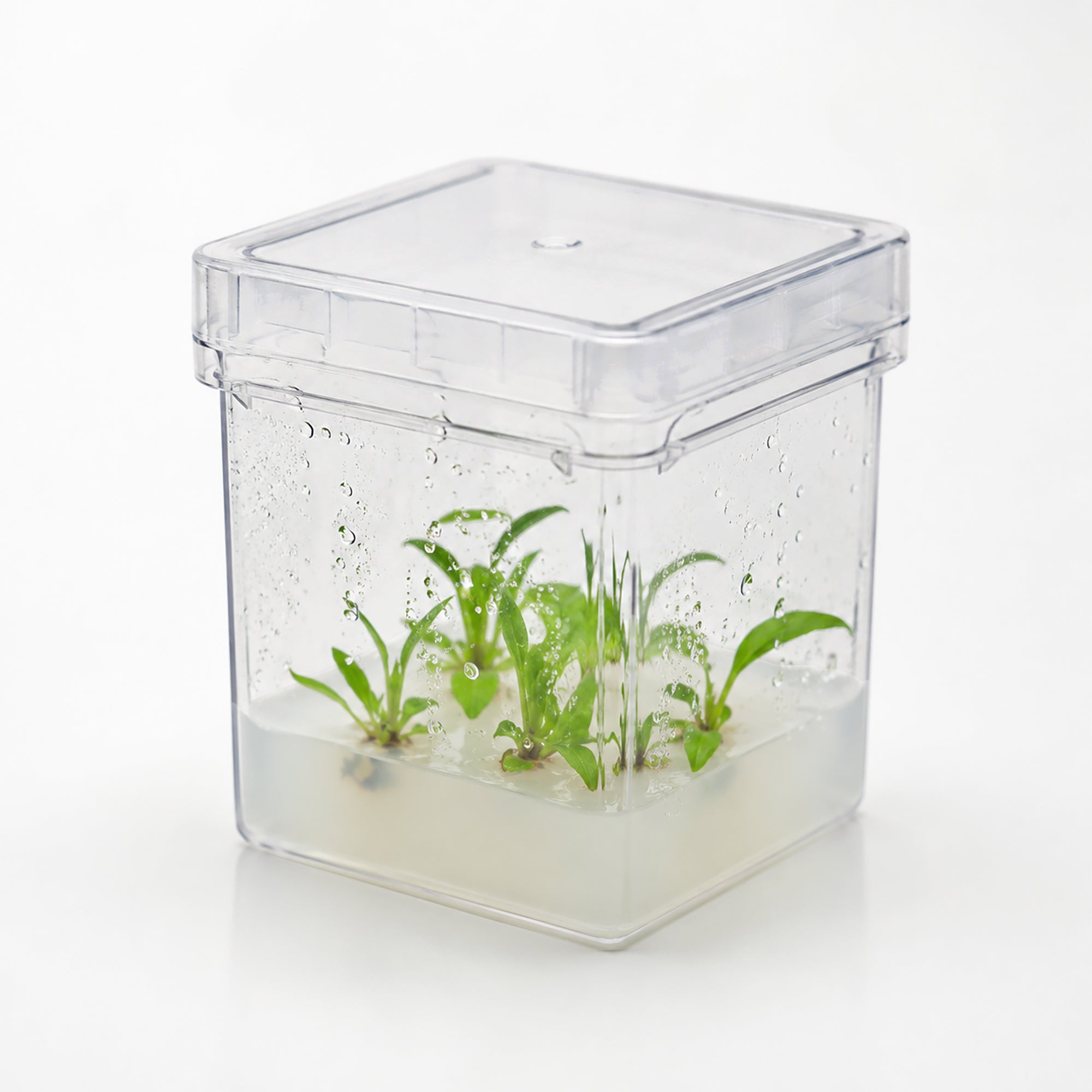 MTC Bio Plant Tissue Culture Boxes – Autoclavable Polycarbonate (Magenta™ GA-7 Comparable) Plant Culture Boxes MTC Bio
