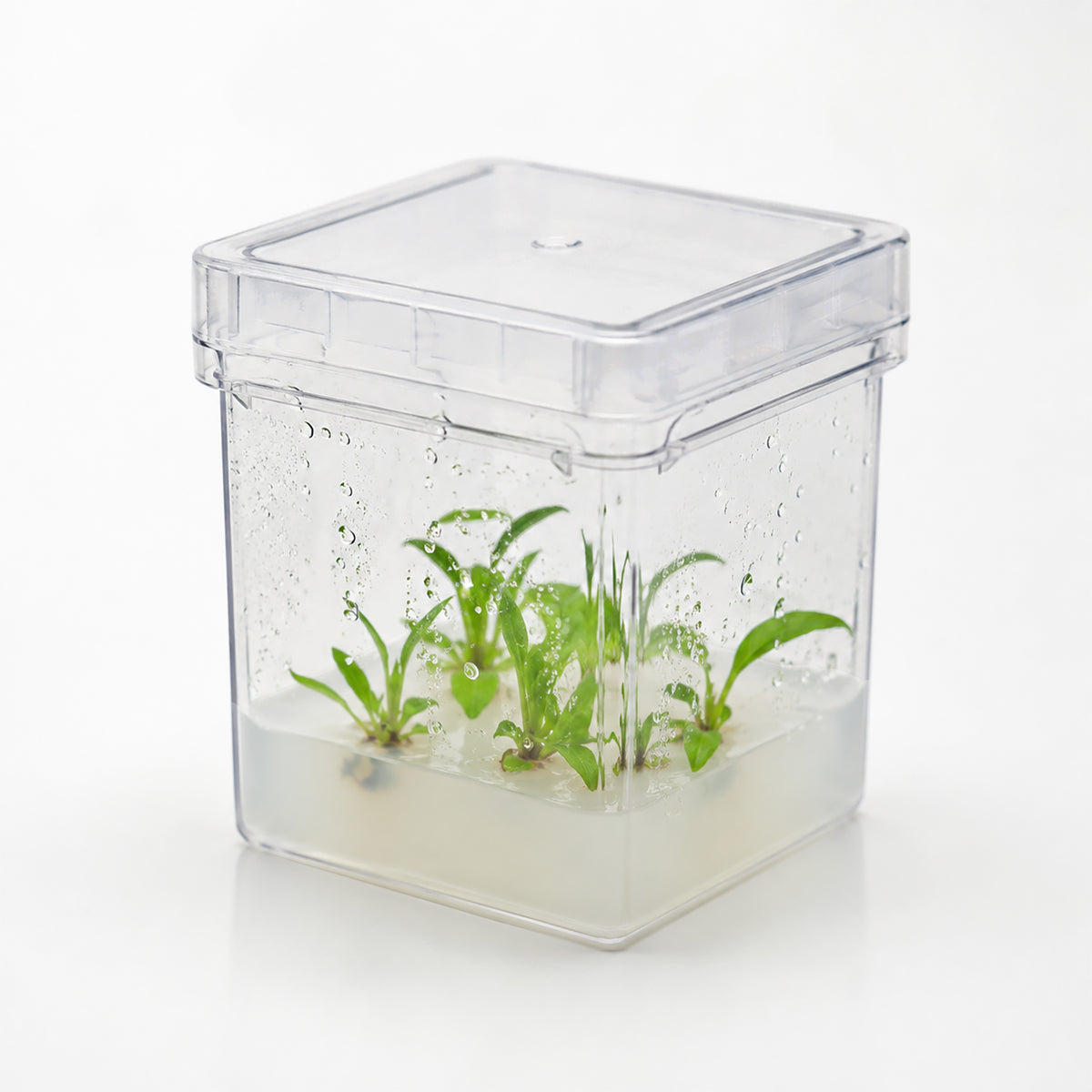 MTC Bio Plant Tissue Culture Boxes – Autoclavable Polycarbonate (Magenta™ GA-7 Comparable) Plant Culture Boxes MTC Bio