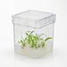 MTC Bio Plant Tissue Culture Boxes – Autoclavable Polycarbonate (Magenta™ GA-7 Comparable) Plant Culture Boxes MTC Bio