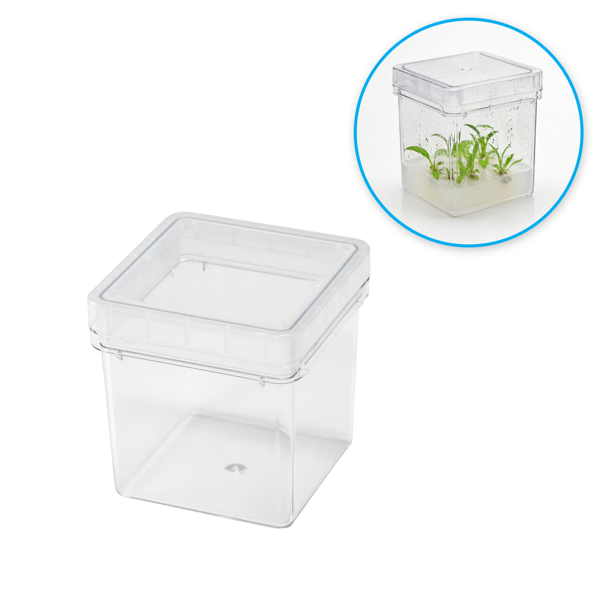 MTC Bio Plant Tissue Culture Boxes – Autoclavable Polycarbonate (Magenta™ GA-7 Comparable) Plant Culture Boxes MTC Bio