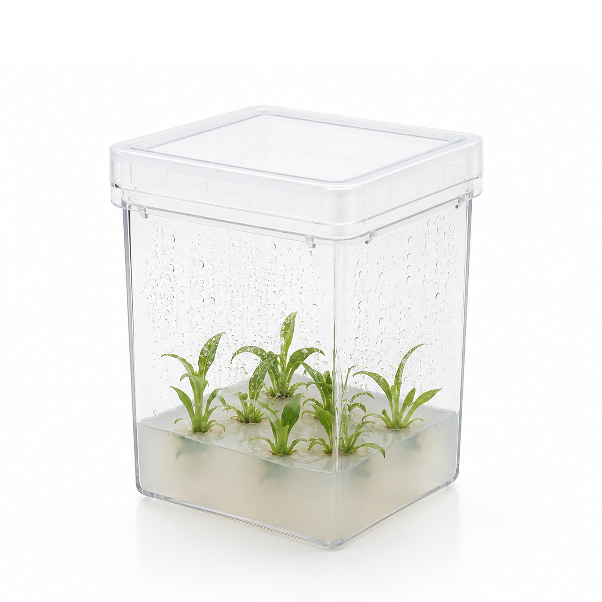MTC Bio Plant Tissue Culture Boxes – Autoclavable Polycarbonate (Magenta™ GA-7 Comparable) Plant Culture Boxes MTC Bio