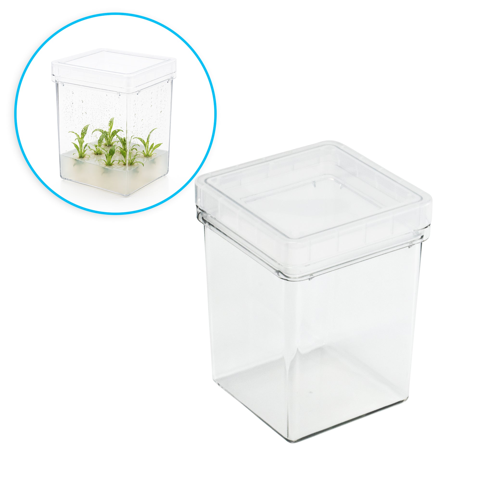 MTC Bio Plant Tissue Culture Boxes – Autoclavable Polycarbonate (Magenta™ GA-7 Comparable) Plant Culture Boxes MTC Bio