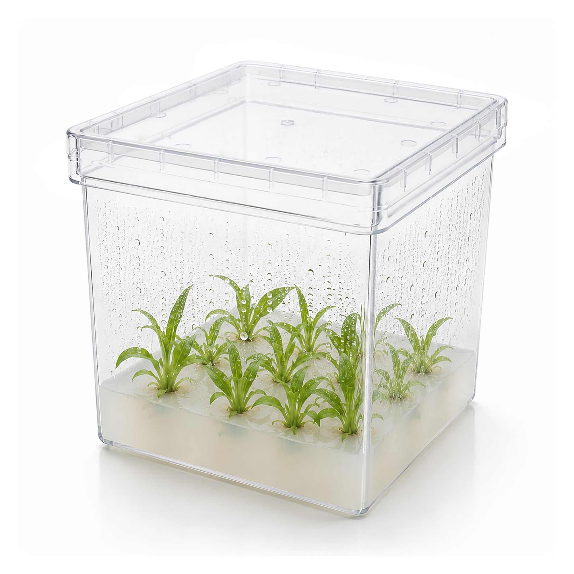 MTC Bio Plant Tissue Culture Boxes – Autoclavable Polycarbonate (Magenta™ GA-7 Comparable) Plant Culture Boxes MTC Bio
