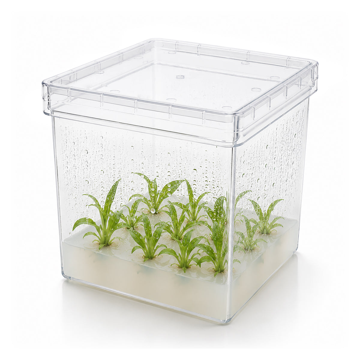 MTC Bio Plant Tissue Culture Boxes – Autoclavable Polycarbonate (Magenta™ GA-7 Comparable) Plant Culture Boxes MTC Bio