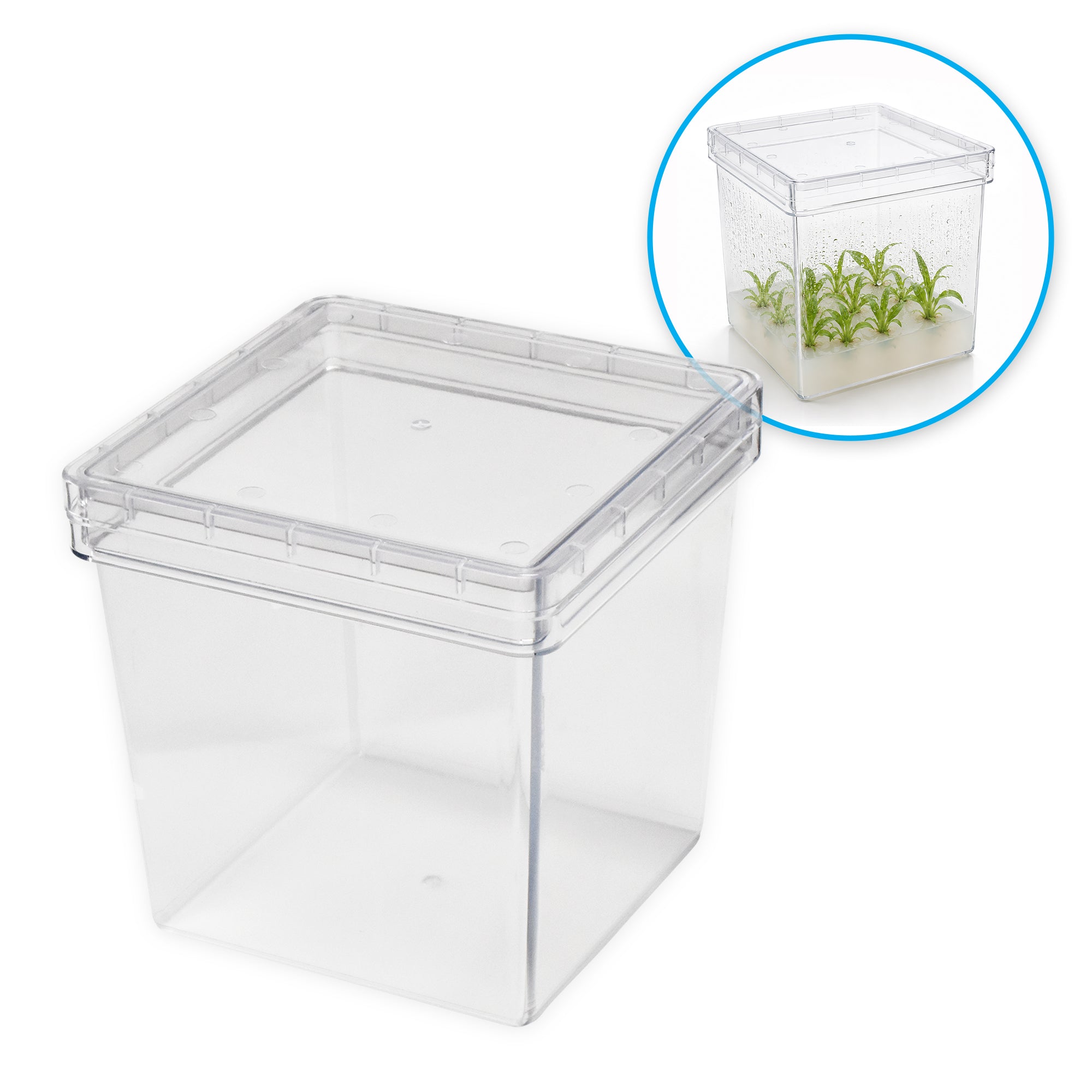 MTC Bio Plant Tissue Culture Boxes – Autoclavable Polycarbonate (Magenta™ GA-7 Comparable) Plant Culture Boxes MTC Bio