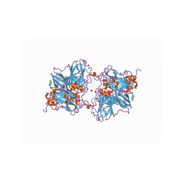 Ascorbate Oxidase Proteins Molecular Depot
