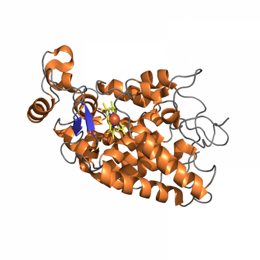 Horseradish Peroxidase Biotinylated Proteins Molecular Depot