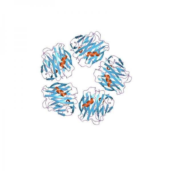 SAA Human Serum Amyloid A1 Recombinant Proteins Molecular Depot
