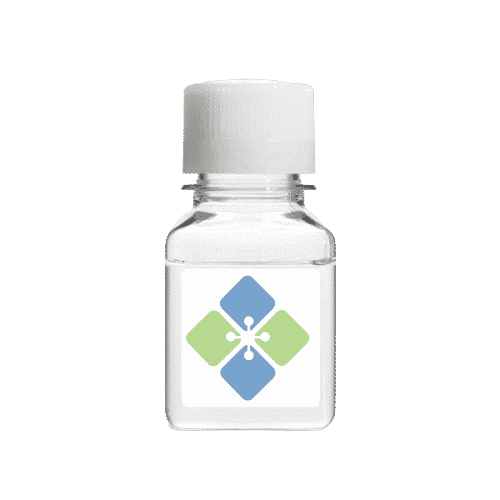 NT-proBNP Protein Recombinant Proteins Molecular Depot