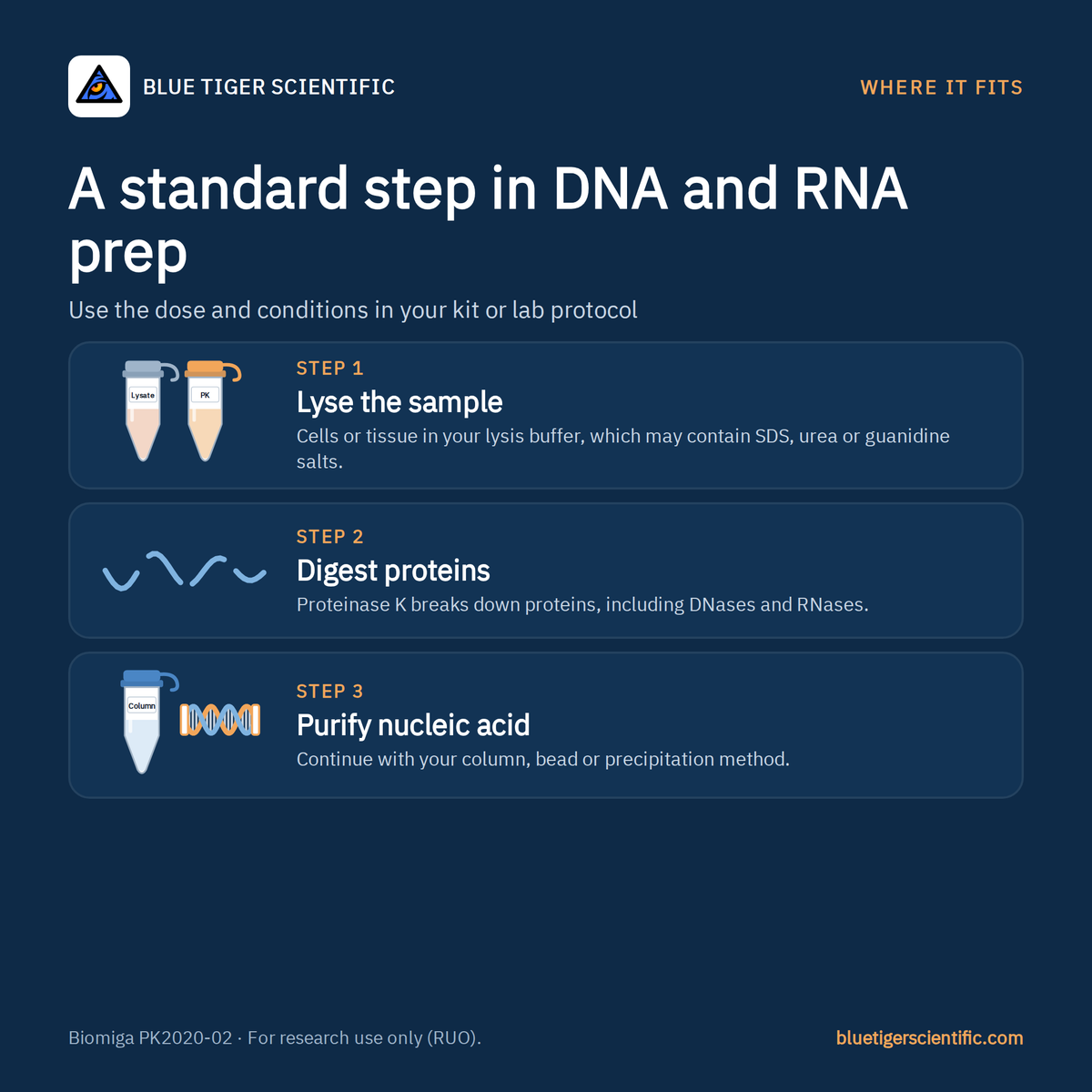 Where Proteinase K fits in DNA and RNA prep: lyse the sample, digest proteins including nucleases, purify the nucleic acid