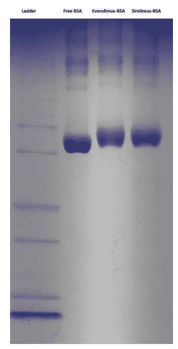 Sirolimus BSA Conjugate Solution Proteins Molecular Depot