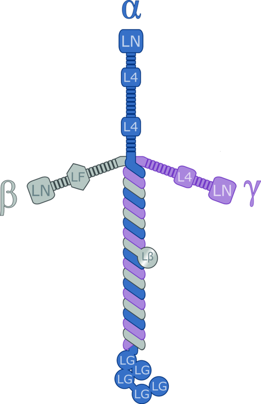 Laminin Pentapeptide YIGSR-NH2 Peptides Molecular Depot